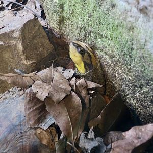 Golden Coin Turtle (Cuora trifasciata)