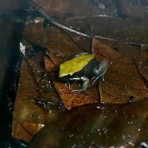 Blue-Legged Mantella (Mantella expectata)