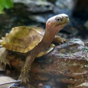 Black-Breasted Leaf Turtle (Geoemyda spengleri)