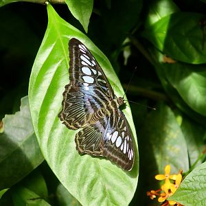 Clipper Butterfly (Parthenos sylvia)