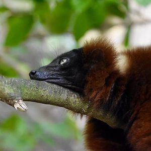 Red Ruffed Lemur (Varecia rubra)
