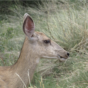 Mule Deer