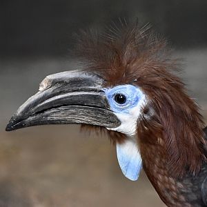 Black-Casqued Hornbill (Ceratogymna atrata) female