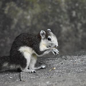 Bocourt's Squirrel (Callosciurus finlaysonii bocourti)