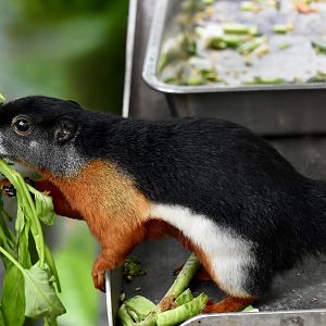 Raffles' Prevost Squirrel (Callosciurus prevostii rafflesii)
