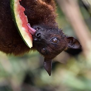 Large Flying Fox (Pteropus vampyrus sumatraensis)