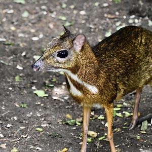 Sumatran Lesser Chevrotain (Tragulus kanchil kanchil)