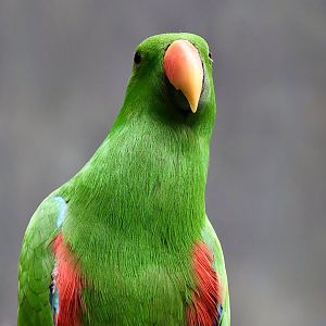 New Guinea red-sided eclectus parrot (Eclectus polychloros polychloros) male