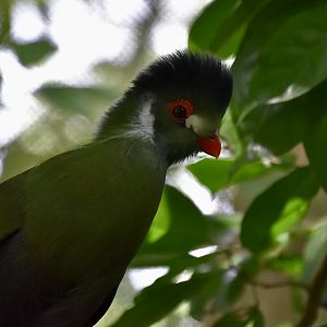 White-Cheeked Turaco (Menelikornis leucotis)