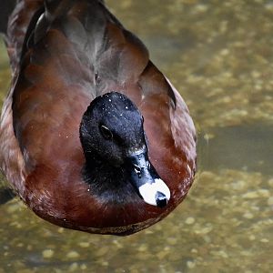 Hartlaub's Duck (Pteronetta hartlaubii)
