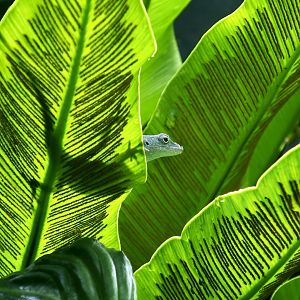 Graham's Anole (Anolis grahami)