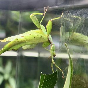 Chrisangi Leaf Insect (Cryptophyllium chrisangi)
