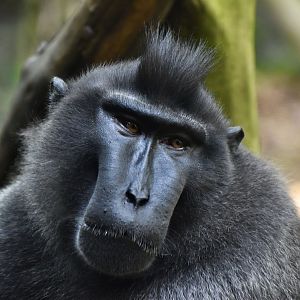 Celebes Crested Macaque (Macaca nigra) male