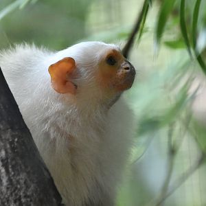 Silvery Marmoset (Mico argentatus)
