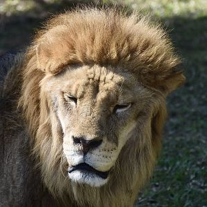 Lion (Panthera leo) male