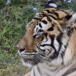Tiger (Panthera tigris)