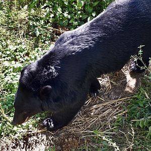 Formosan Black Bear (Ursus thibetanus formosanus)