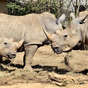 Southern White Rhinoceros (Ceratotherium simum simum)