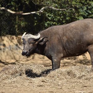 Cape Buffalo (Syncerus caffer caffer)