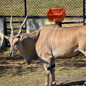 Common Eland (Taurotragus oryx)