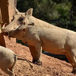Common Warthog (Phacochoerus africanus)
