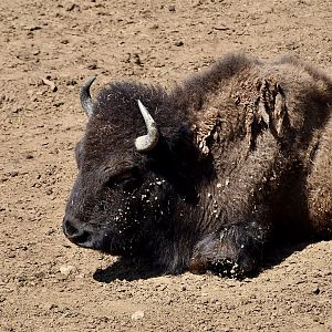 Plains Bison (Bison bison bison)