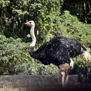 Ostrich (Struthio camelus) male