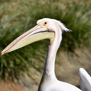 Great White Pelican (Pelecanus onocrotalus)