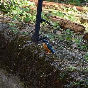 Common Kingfisher (Alcedo atthis bengalensis) - wild