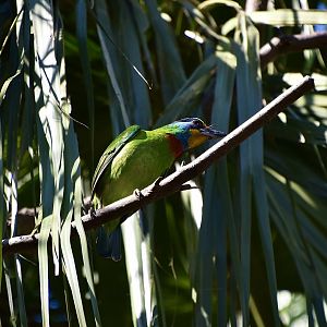 Taiwan Barbet (Psilopogon nuchalis) - wild
