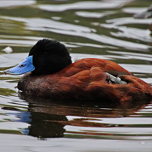 Andean duck (Oxyura ferruginea ferruginea)