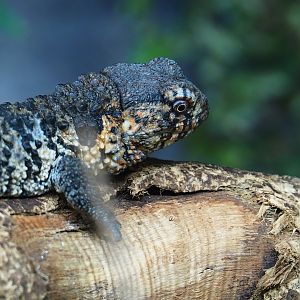 Chinese crocodile lizard (Shinisaurus crocodilurus crocodilurus), 2023-07-22