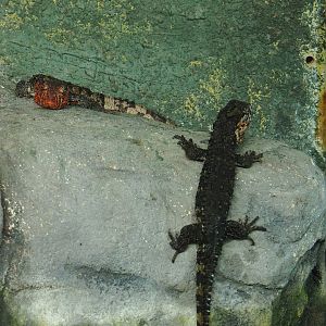 Chinese crocodile lizards (Shinisaurus crocodilurus crocodilurus), 2023-07-22