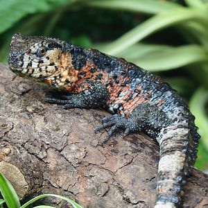 Chinese crocodile lizard (Shinisaurus crocodilurus crocodilurus), 2023-07-22