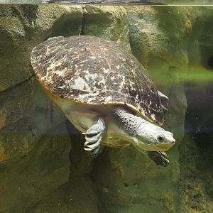 Branderhorst´s snapping turtle (Elseya branderhorsti), 2023-07-22
