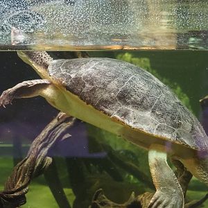 Branderhorst´s snapping turtle (Elseya branderhorsti), 2023-07-22