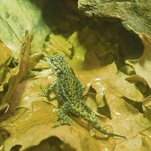 Juvenile Guatemalan emerald spiny lizard (Sceloporus taeniocnemis), 2023-07-22