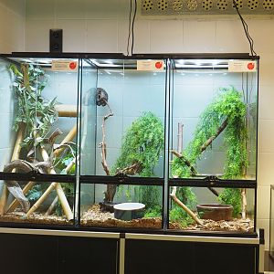 Terrariums for Greater Madagascar day geckos and Jamaican boa in the reptile house nursery, 2023-07-22