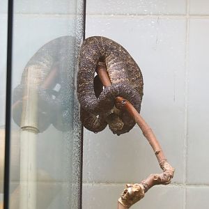 Jamaican boa (Chilabothrus subflavus), 2023-07-22