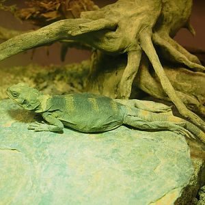 Juvenile Common chuckwalla (Sauromalus ater), 2023-07-22