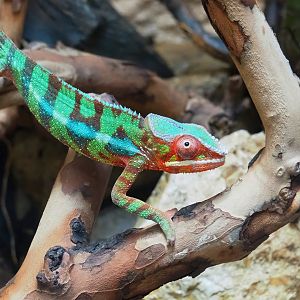 Panther chameleon (Furcifer pardalis), 2023-07-22