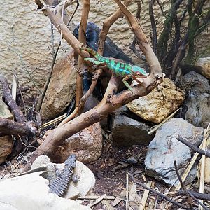 Panther chameleon (Furcifer pardalis) and Zoutpansberg girdled lizard (Smaug depressus), 2023-07-22