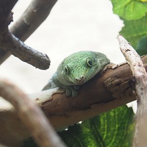 Standing's day gecko (Phelsuma standingi), 2023-07-22