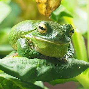 White-lipped tree frog (Nyctimystes infrafrenatus), 2023-07-22