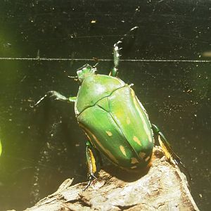 Green flower beetle (Mecynorhina torquata), 2023-07-22