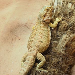 Central bearded dragon (Pogona vitticeps), 2023-07-22