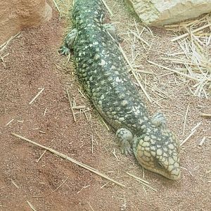 Western Shingleback (Tiliqua rugosa rugosa), 2023-07-22