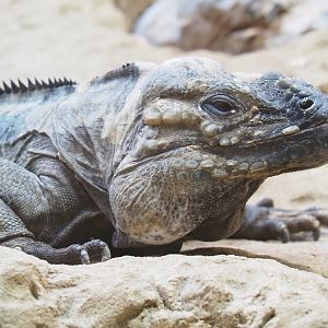 Hispaniolan rhinoceros iguana (Cyclura cornuta cornuta), 2023-07-22
