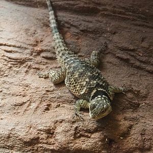 Blue spiny lizard (Sceloporus cyanogenys), 2023-07-22