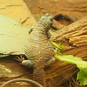 Ornate mastigure (Uromastyx ornata), 2023-07-22